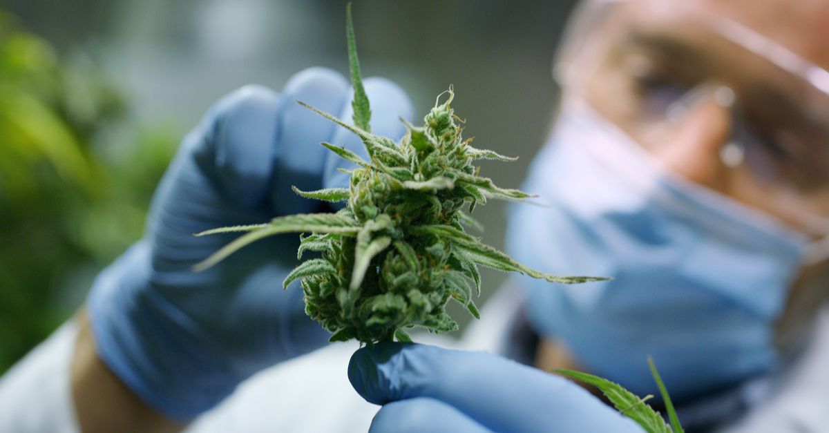 Cannabis non più “sostanza pericolosa” per l’ONU: quali saranno le conseguenze economiche?